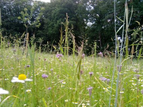Foto 10 von 42, 16.06.2019