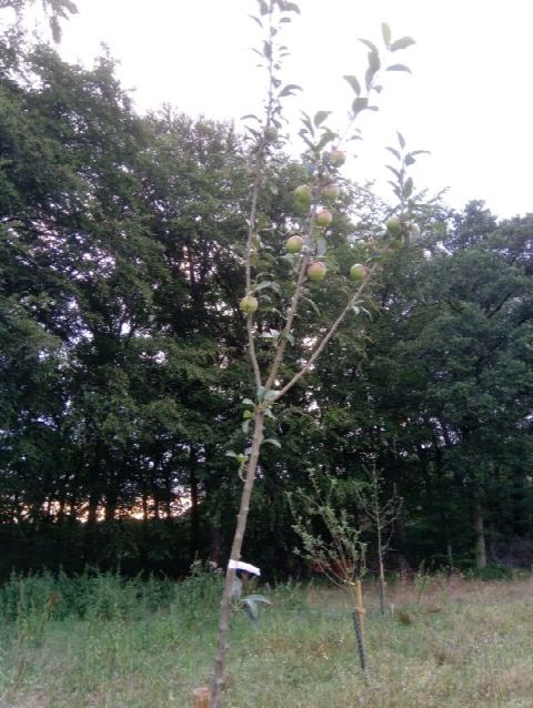 Foto 11 von 42, 03.08.2019