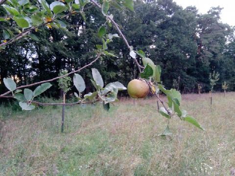Foto 12 von 42, 03.08.2019